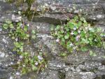 Stone Foliage