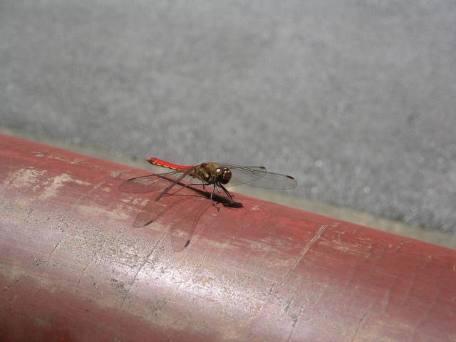 Dragonfly alights on temple beam.