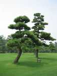 Two pines converged in a wood and I-- I took this as I traveled by.