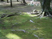 Moss