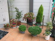Plantar