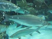 Wheel of fish